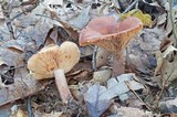 Lactarius mutabilis image