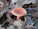 Lactarius mutabilis image