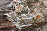 Gloeoporus dichrous image