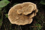 Onnia tomentosa image