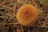 Tricholoma vaccinum image