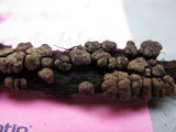 Xylobolus frustulatus image