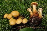 Pholiota alnicola image
