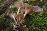 Pseudoclitocybe cyathiformis image