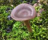 Pseudoclitocybe cyathiformis image