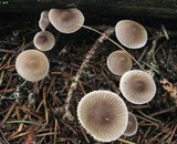 Mycena vulgaris image