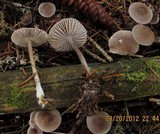 Mycena vulgaris image
