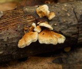 Plicaturopsis crispa image