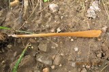 Macrotyphula fistulosa var. fistulosa image