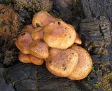Pholiota highlandensis image