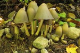 Coprinopsis acuminata image