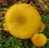 Tricholomopsis decora image