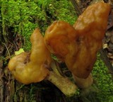 Gyromitra infula image