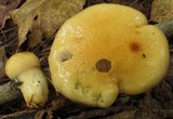 Hygrophorus flavodiscus image