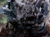 Clavulina cinerea image