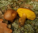 Boletus innixus image