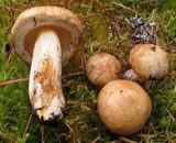 Suillus neoalbidipes image