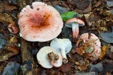 Hygrophorus russula image
