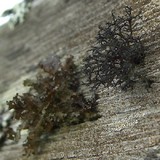 Kaernefeltia californica image