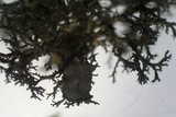 Kaernefeltia californica image