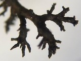 Kaernefeltia californica image