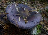 Russula cyanoxantha image
