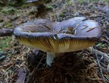 Russula cyanoxantha image