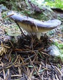 Russula cyanoxantha image