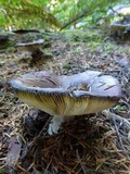 Russula cyanoxantha image