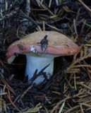 Russula decolorans image