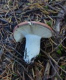 Russula decolorans image
