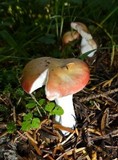 Russula decolorans image