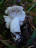 Russula decolorans image