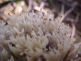 Clavulina cinerea image