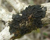 Collema nigrescens image
