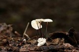 Marasmius epiphyllus image
