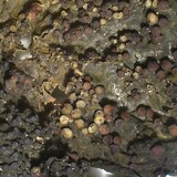 Collema nigrescens image