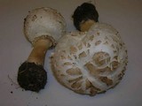 Chlorophyllum rachodes image