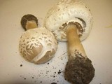 Chlorophyllum rachodes image
