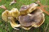 Tricholoma sejunctum image