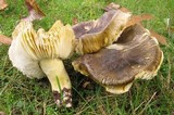 Tricholoma sejunctum image