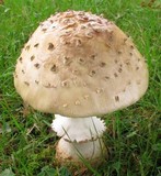 Amanita velatipes image