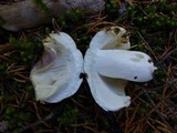 Russula virescens image
