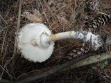 Chlorophyllum olivieri image
