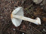 Chlorophyllum olivieri image