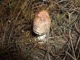 Chlorophyllum olivieri image