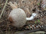 Chlorophyllum olivieri image