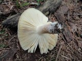 Russula clavipes image