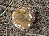 Russula clavipes image