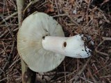 Russula clavipes image
